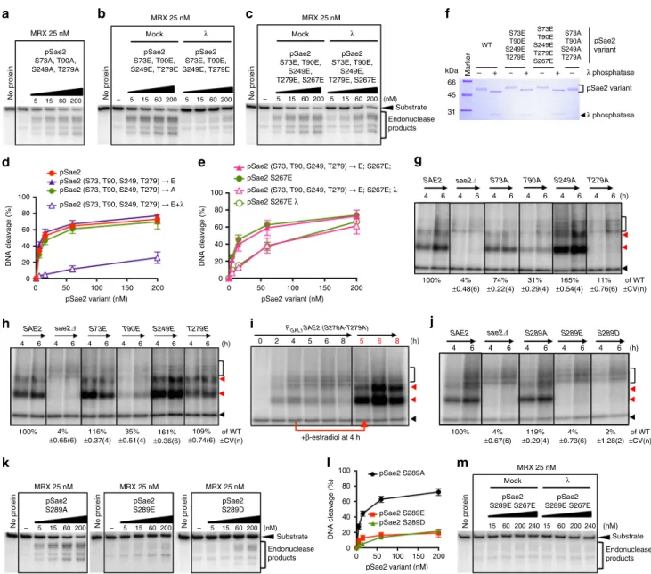 Fig. 4 Mec1/Tel1 phosphorylation of Sae2 stimulates, but is not essential, for its capacity to promote the MRX nuclease