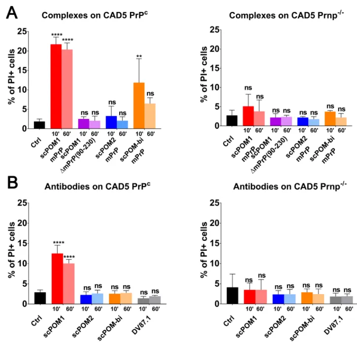 Fig 5. scPOM-bi does not induce toxicity on CAD5 expressing PrPC in comparison to scPOM1