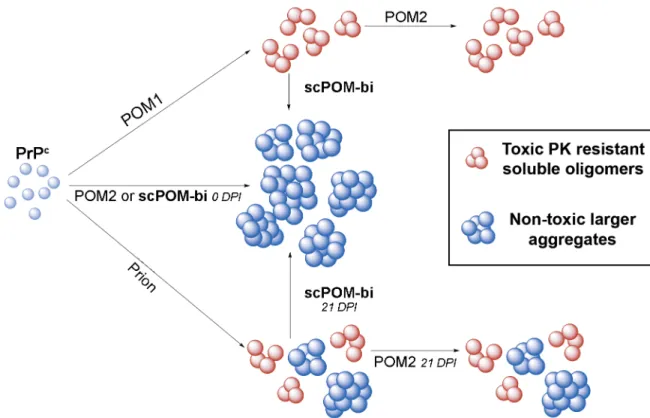 Fig 6. The bispeficic antibody scPOM-bi prevents the formation of soluble PrP oligomers and protects from prion neurotoxicity even when administered late after infection