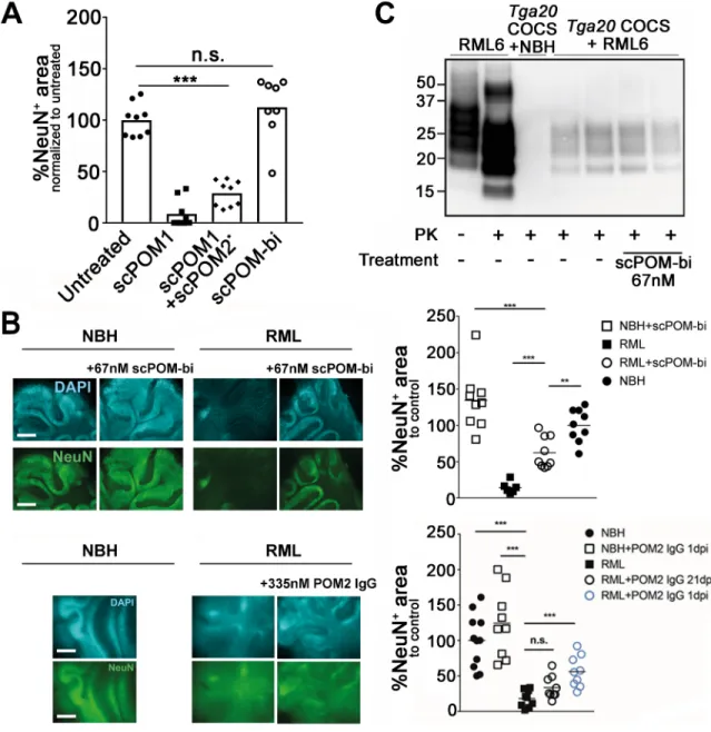 Fig 2. The bispecific scPOM-bi antibody protects against prion infection even when administered 21 days post infection (dpi)