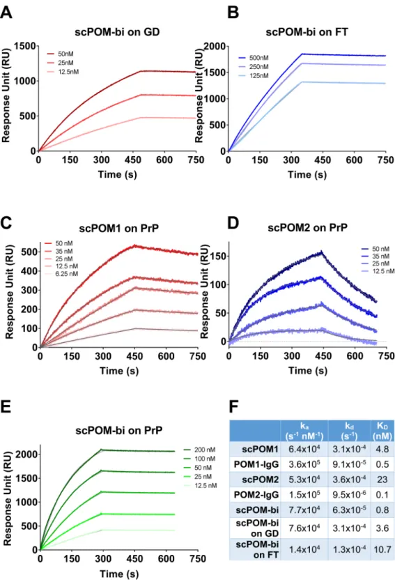 Fig 3. The bispecific antibody scPOM-bi binds simultaneously to GD and FT of PrP with high affinity