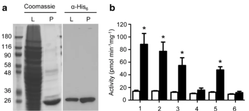 Fig. 3 Coexpression of His-tagged mimivirus hydroxylases L593 and L230 with His-tagged human hCOL3 fragment