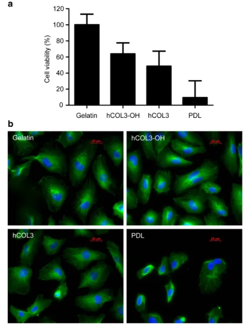 Fig. 7 Growth of HUVEC on recombinant human hCOL3 matrix. a The viability of HUVEC seeded at 1,000 cells per cm 2 was determined by reduction of methylthiazolyldiphenyl tetrazolium to formazan after 60 h incubation at 37 °C on the matrices: 0.1 % gelatin, 