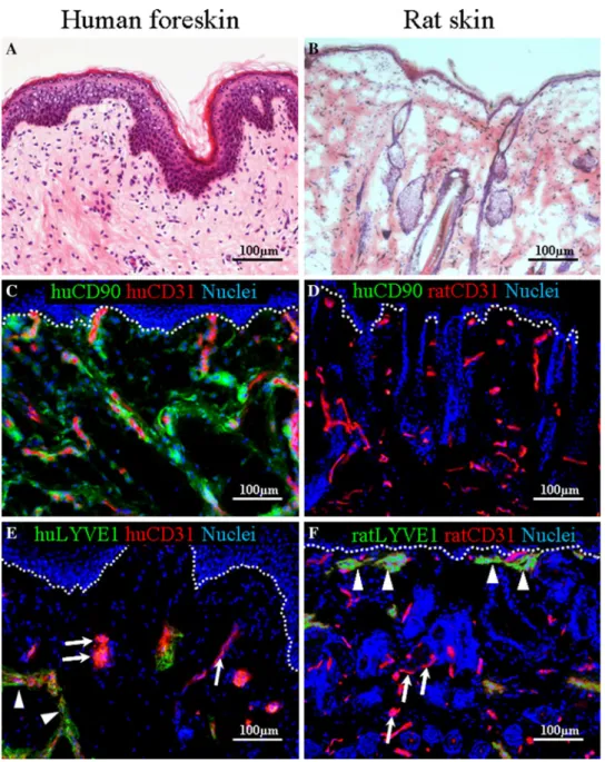 Fig. 1 Evaluation of normal human foreskin and rat back skin and the expression of blood- and lymphatic-specific markers