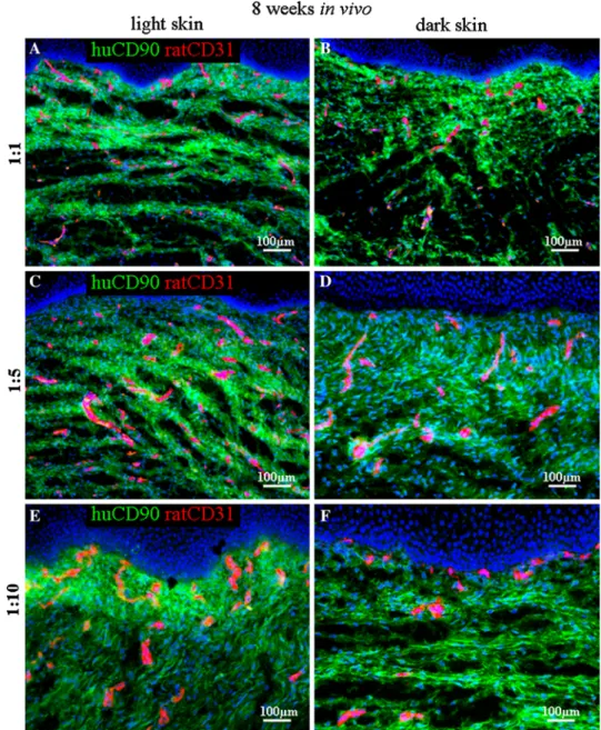 Fig. 3 Host vascularization of light- and dark-pigmented skin analogs (melanocyte/