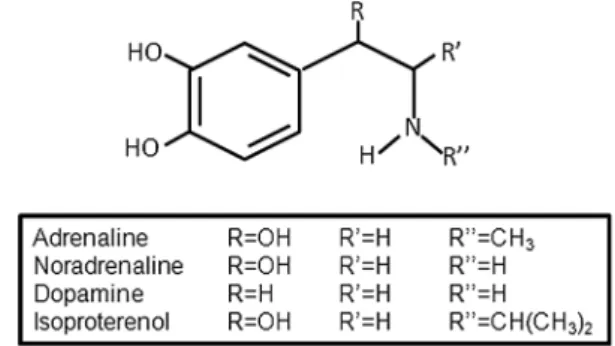 Table 1 Affinity of the different adrenoceptors to endogenous and synthetic catecholamines and sympathomimetic agents