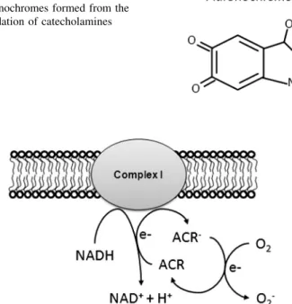 Fig. 3 Formation of superoxide via redox cycling of aminochromes.