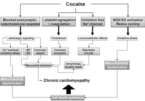 Figure 5 summarizes the mechanisms involved in car- car-diovascular toxicity associated with cocaine use