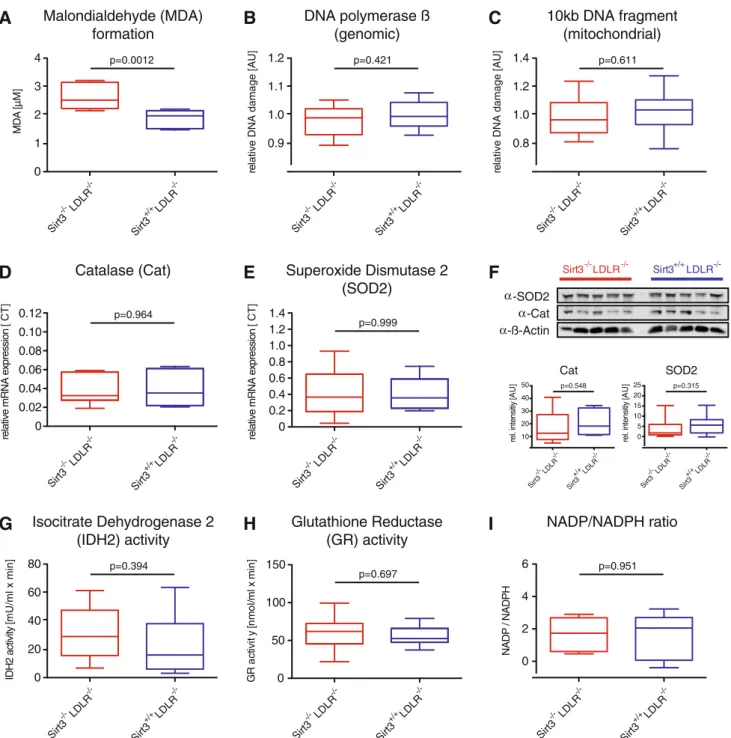 Fig. 4 Loss of Sirt3 increases systemic oxidative stress without affecting vascular oxidative DNA damage