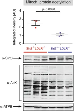 Fig. 5 Loss of Sirt3 lead to global mitochondrial hyperacetylation.