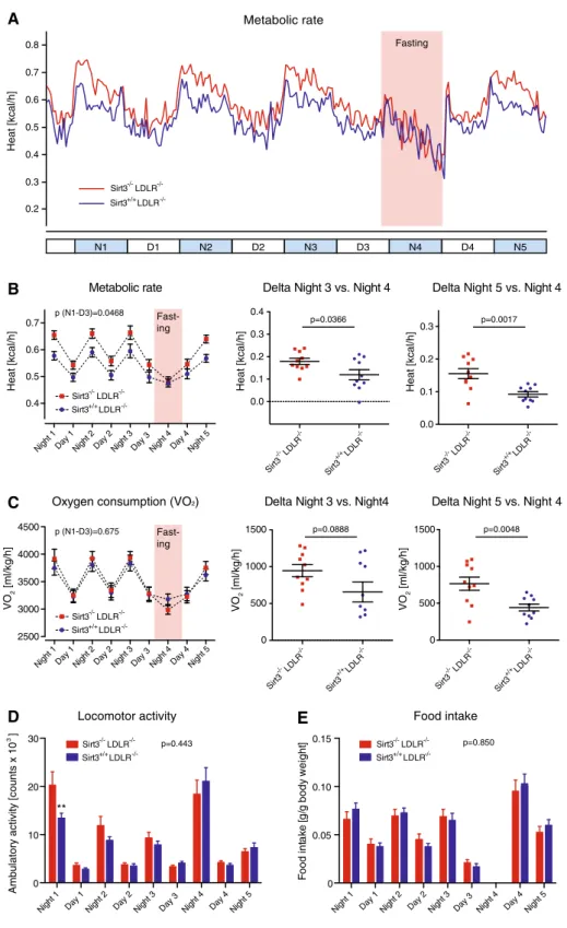 Fig. 7 Loss of Sirt3 impairs metabolic adaptation to rapid changes in energy supply. After a 12-week high-cholesterol diet (1.25 % w/w) different metabolic parameters were assessed in individually caged Sirt3 -/- LDLR -/- and Sirt3 ?/? LDLR -/- mice during