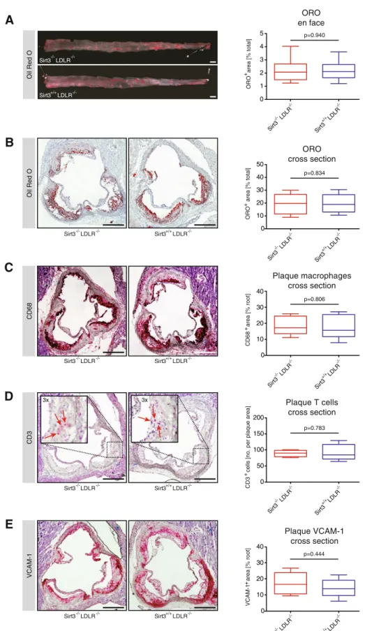 Fig. 1 Loss of Sirt3 does not affect atherosclerosis in LDLR knockout mice after a  high-cholesterol diet
