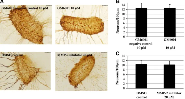 Fig. 6 Effects of MMP inhibition on neuronal survival from SG explants. a Representative SG explants after treatment with 10 lM GM6001 negative control, 10 lM GM6001, DMSO control, and 20 lM MMP-2 inhibitor