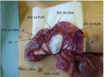Fig. 2 Laparotomy and analysis of the regions of interest (ROI).