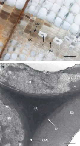 Figure 1 Light (a) and transmission electron microscopy (b) images  of waterlogged archaeological wood decayed by erosion bacteria