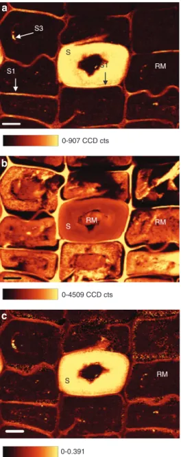 Figure 6 Average Raman spectra of residual material with high,  low, and intermediate levels of aromatic ring stretching  contribu-tions in the band area assigned to lignin (1600 cm -1 ) compared to  sound S2