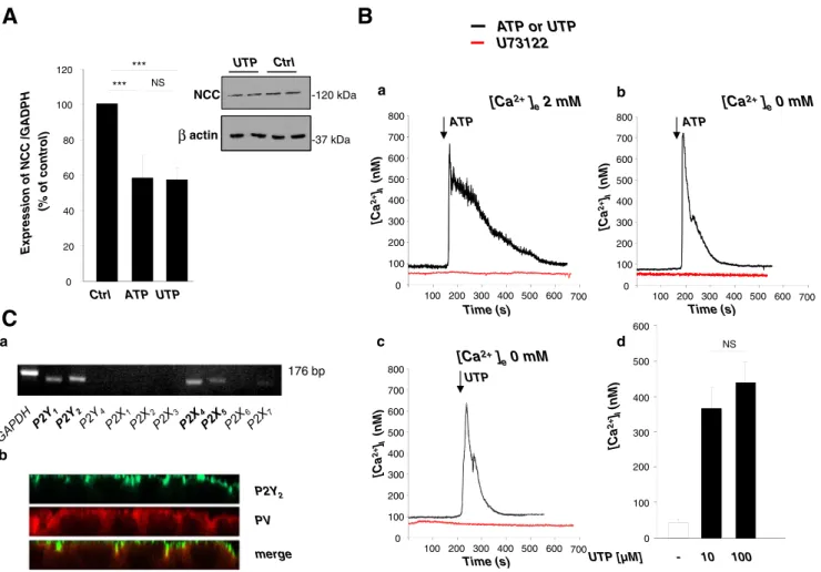 Fig. 1 Nucleotide stimulation of mDCT cells activates metabotropic P2 receptors and decreases NCC expression