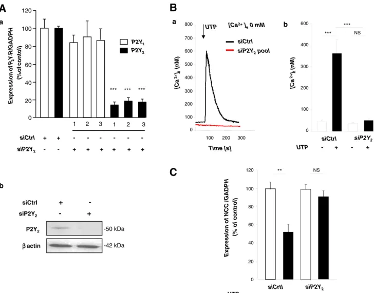 Fig. 2 Effects of P2Y 2 receptor knock-down on intracellular Ca 2+ release and NCC mRNA expression in mDCT