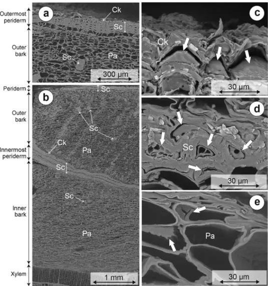 Figure 3: SEM pictures of Norway spruce bark (samples collected at 10 m in height 210 days after tree felling)