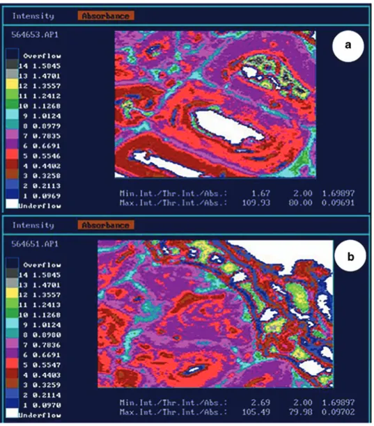 Figure 4: UMSP of Norway spruce bark. The color pixels represent different UV absorption values of the individual cell wall layers and  extractives measured at 280 nm with a geometrical resolution of 0.25 μm×0.25 μm