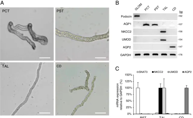 Fig. 1 Morphological selection of tubule segments. a Representative phase contrast images of segments obtained after collagenase treatment of mouse kidneys: proximal convoluted tubules (PCT); proximal straight tubules (PST); thick ascending limbs (TAL); an