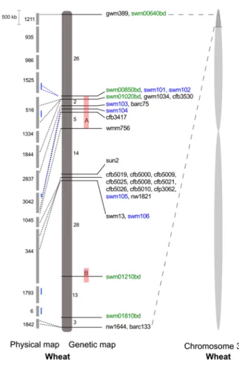 Fig. 1   Comparative analysis of the target region for Qsng.sfr-3BS on  the genetic map of the nIl population and the physical map of wheat  chromosome 3B