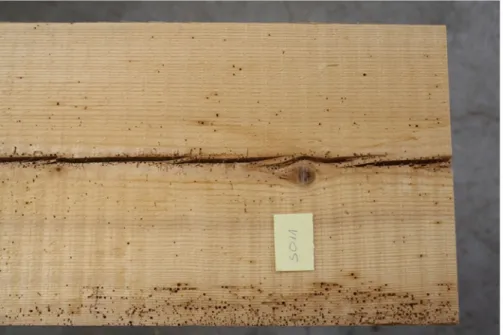 Fig. 2 Damage due to insect attack