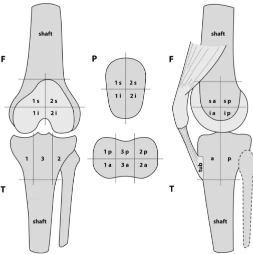 Fig. 1 The localization scheme, which allows grading and identification of increased SPECT/CT tracer uptake in each patellofemoral area of interest