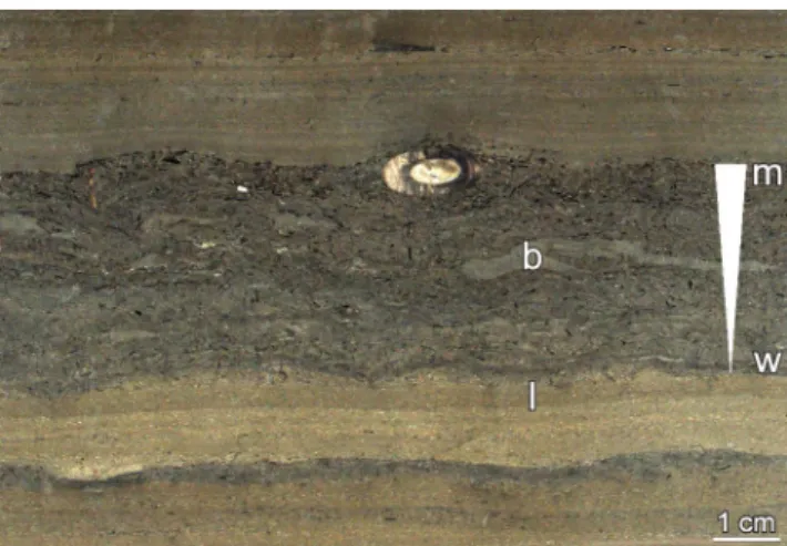 Fig. 4 Mass movement within the Posidonia-Shale; base marked by broken line. Note folding