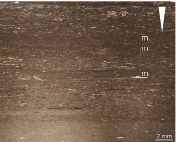 Fig. 6 Thin sections of layers indicating bottom current activity.