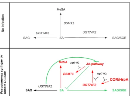 Fig. 6 Model showing the effects of UGT74F1 and UGT74F2 during bacterial infection in Arabidopsis