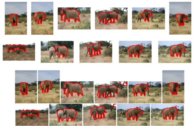 Fig. 10 Top segmentations produced by our image+transfer+class method at the pixel-level on the Elephants class of the iCoseg dataset