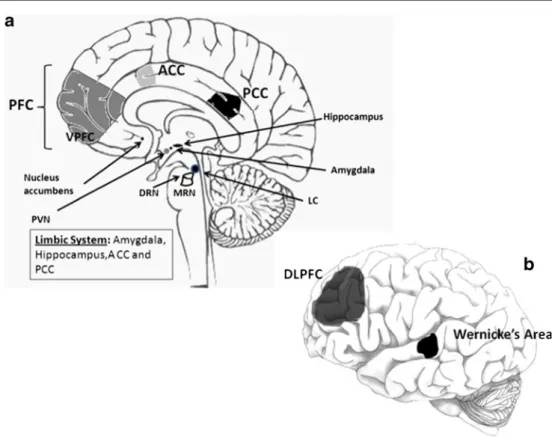 Fig. 1 Main neuroanatomic regions investigated in human brains of suicide completers. a Schematic human brain, sagittal section; b 9chematic human brain, external view