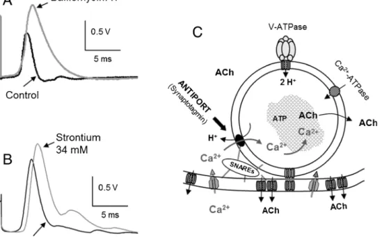 Fig. 5 A vesicular Ca 2+ /H + antiport curtails cholinergic transmission in the Torpedo electric organ