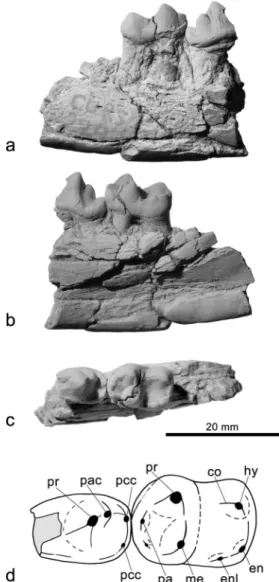 Fig. 2 Cyonasua sp. (AMU-CURS 224) from northwestern Venezu- Venezu-ela, San Gregorio Formation (Late Pliocene)