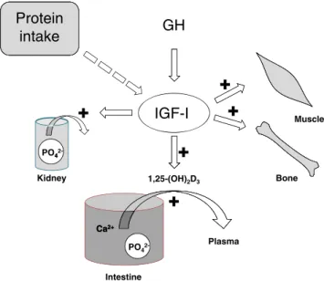 Fig. 5 A schematic diagram showing the central role of IGF-I in bone and muscle health