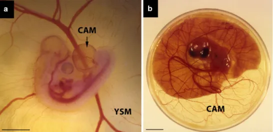 Fig. 1 Chicken embryo and associated extra-embryonic structures.