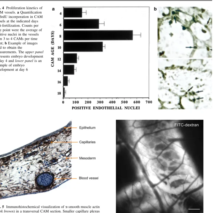 Fig. 5 Immunohistochemical visualization of a-smooth muscle actin (dark brown) in a transversal CAM section