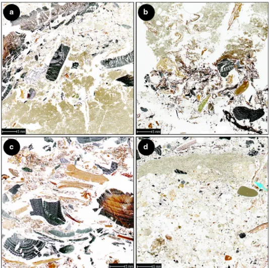 Fig. 5 Scanned thin sections.
