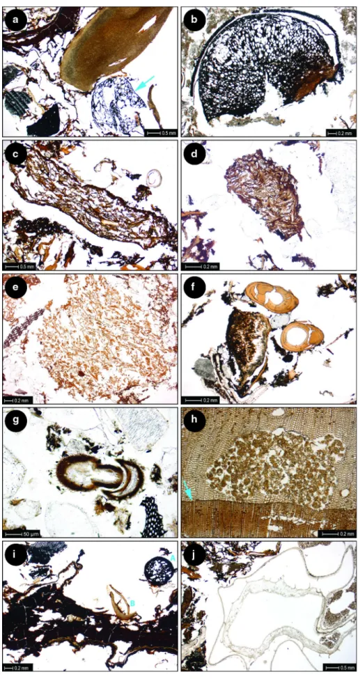 Fig. 8 Selected details from the Lake Luokesa thin sections, all taken in plain light; a LALU 102.2.1, Corylus avellana shell (top right corner) with two resin ducts, below a burned cereal grain without glumes (arrow).