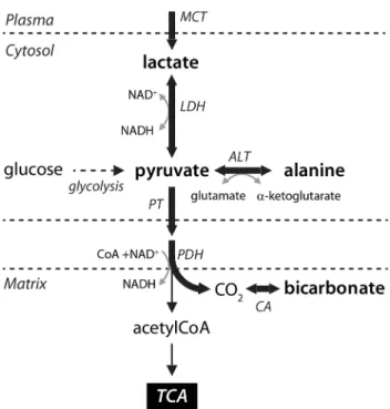 Fig. 1 Scheme of [1- 13 C]lactate metabolism in skeletal muscle in vivo. The 13 C label propagation is indicated by the bold arrows and metabolites observed following [1- 13 C]lactate oxidation are in bold typeface