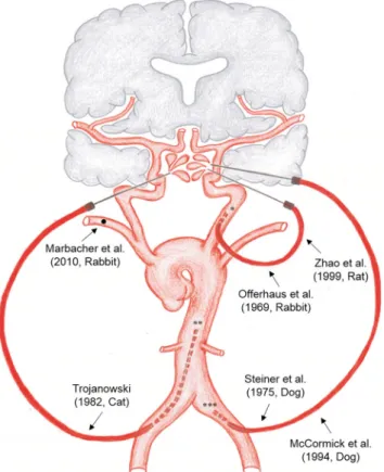 Fig. 1 Various models of shunt-induced SAH. This drawing demon- demon-strates various shunt techniques in different species