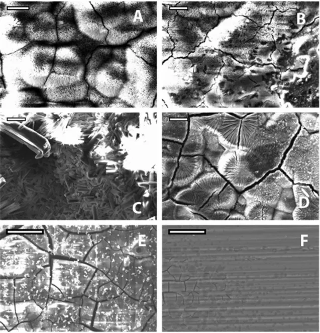 Figure 4: SEM images of samples immersed for 72 h in the respective media.
