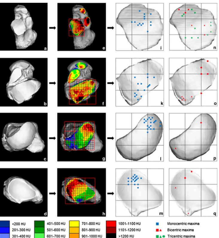 Fig. 2 Localisation of density maxima. a Calcaneus, superior aspect.