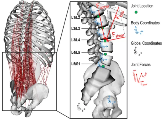 Fig. 2 The musculoskeletal model of the trunk with a detailed representation of the lumbar spine