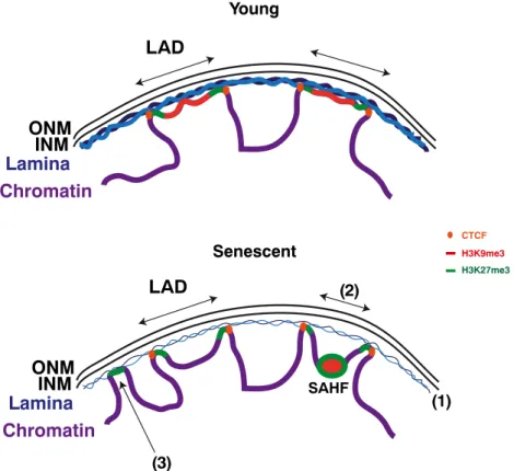 Fig. 3 Model for the role of lamin B1 (LMNB1) in SAHF formation. In proliferating cells, LMNB1 forms a filamentous structure beneath the inner nuclear membrane (INM), which is implicated in the integrity of nuclear structure and regulation of gene expressi
