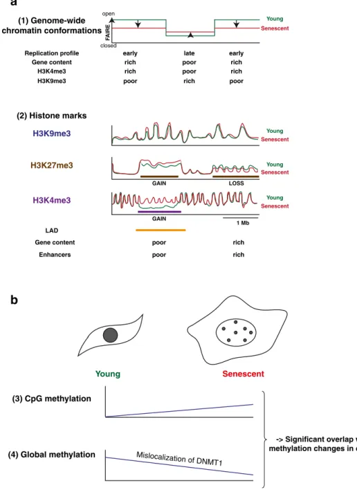 Fig. 4 Altered epigenome in senescent cells. This figure presents a model for how the altered epigenome in senescent cells may contribute to the senescent phenotype