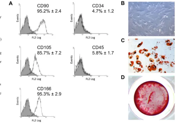 Fig. 2 Effect of zoledronate on the mineral formation by differentiating hBMSCs isolated from aged female osteoporotic patients