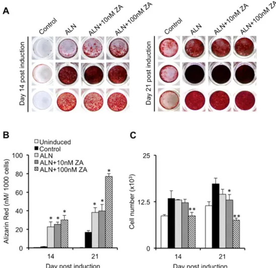 Fig. 3 Comparison between osteogenic differentiation of hBMSCs isolated from untreated and alendronate-treated aged female osteoporotic patients.