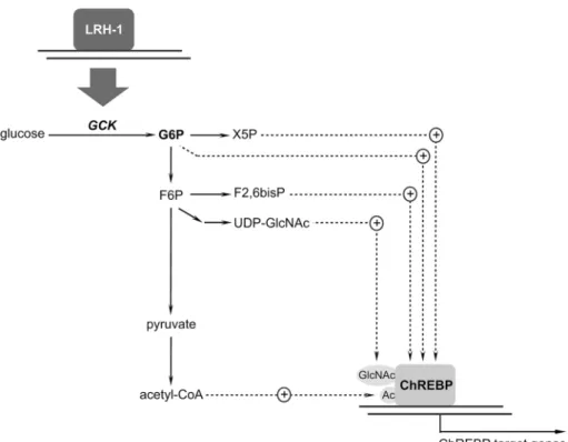 Fig. 2   LRH-1 is an upstream  regulator of the central  glucose-sensing system in the liver